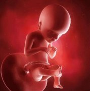 好奇！胎儿在妈妈的肚子里做什么呢？