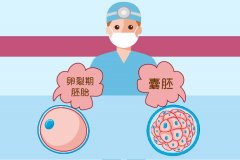 试管婴儿鲜胚囊胚冻胚的区别是什么,哪个成功率高