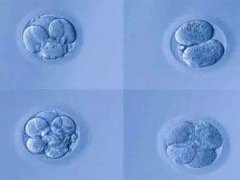 试管婴儿优胚和囊胚哪个好？两者区别有蛮多