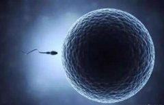 高龄女性备孕如何提高卵子质量的7个方法介绍