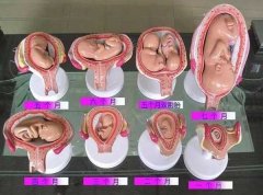 胎儿1～10个月胎儿发育全过程,太神奇了