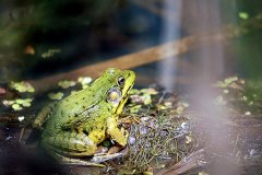 怀孕梦到家里很多有颜色青蛙是什么预兆？