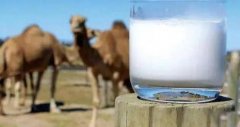 骆驼奶粉多少钱一罐 哪里能买到正宗的骆驼奶粉