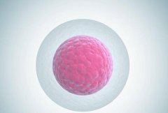 卵母细胞老化怀孕率低，太晚生宝宝试管也拯救不了