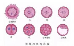 试管囊胚胎5bb和4bb哪个好-看完就知道该如何做选择了