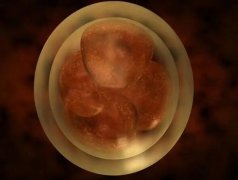 胚胎8c1和8c2的区别真不小，看着床成功率便知哪个好