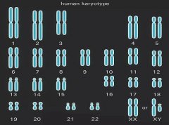 胚胎16号染色体三体的原因分析：真不一定是男方的问题