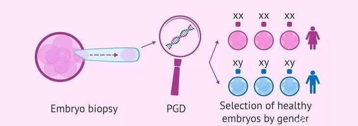 体外授精+胚胎培养+基因测序